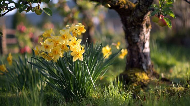 10 Budget-Friendly Plants For Under Apple Trees You’ll Want to Grow Today