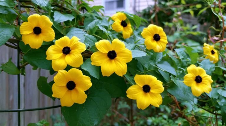 12 Stunning Flowering Vines to Grow for a Backyard Full of Color