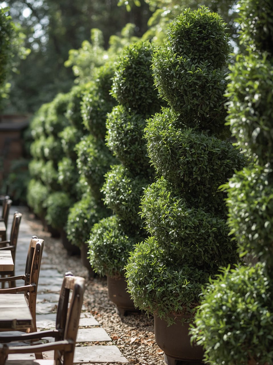 11. Topiary as Garden Dividers - 12 Elegant Topiary Garden Ideas To Elevate Your Outdoor Space