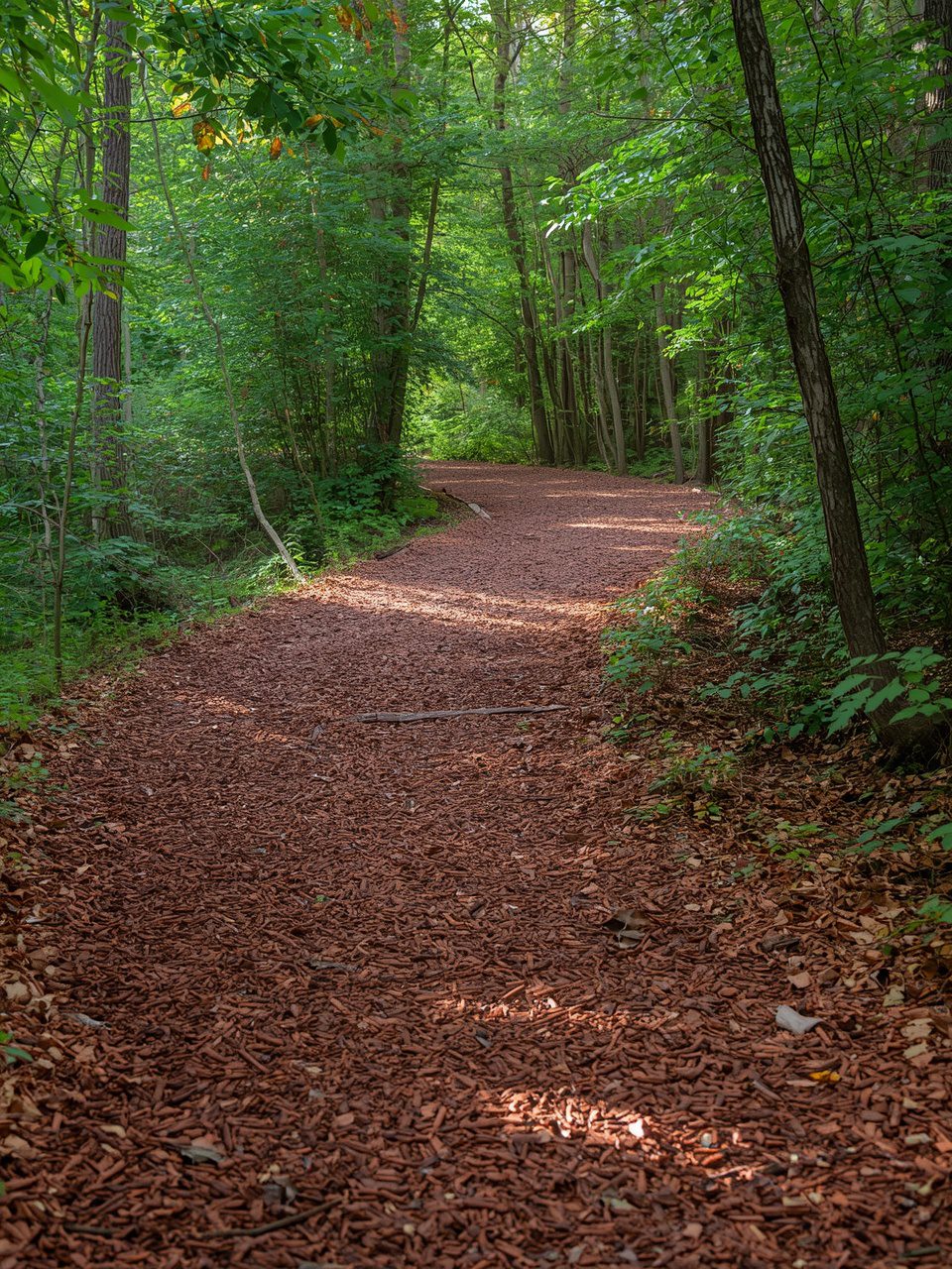 3. Bark Chip Trail - 15 Magical Woodland Garden Path Ideas To Transform Your Outdoor Space